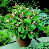 picture of Runner Bean Hestia