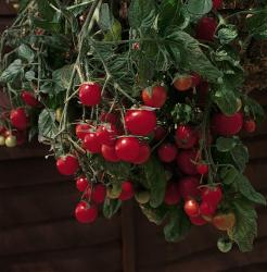 picture of Tomato Garden Pearl
