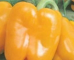 picture of Pepper Golden Cal Wonder