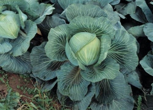 picture of Cabbage Kilaton F1