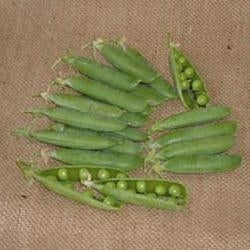 picture of Pea Avola (1st early)