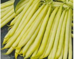 picture of Dwarf French Bean Orinoco