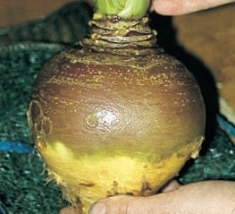 picture of Swede Invitation