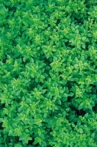 picture of Basil, Greek