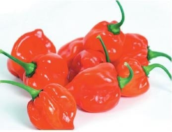 picture of Chilli Scotch Bonnet Red