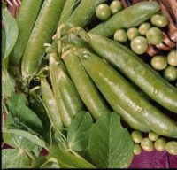 picture of Pea Ambassador (maincrop)