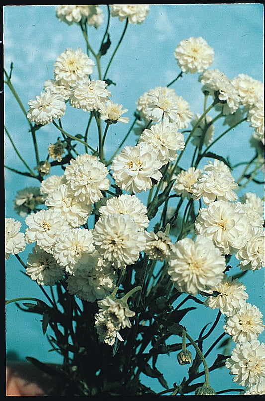 Achillea Ballerina