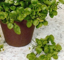 picture of American Land Cress