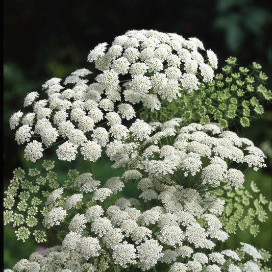 White Blooms Collection