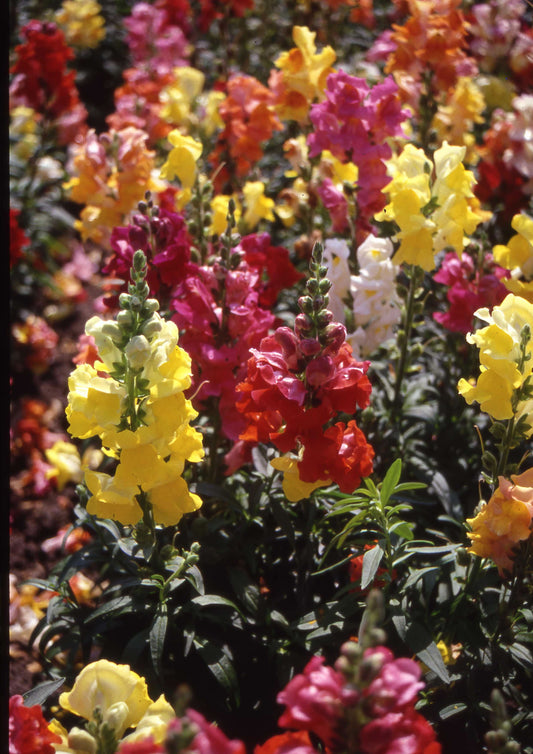 Antirrhinum Cheerio