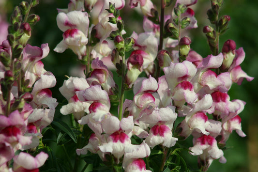 Antirrhinum Lucky Lips