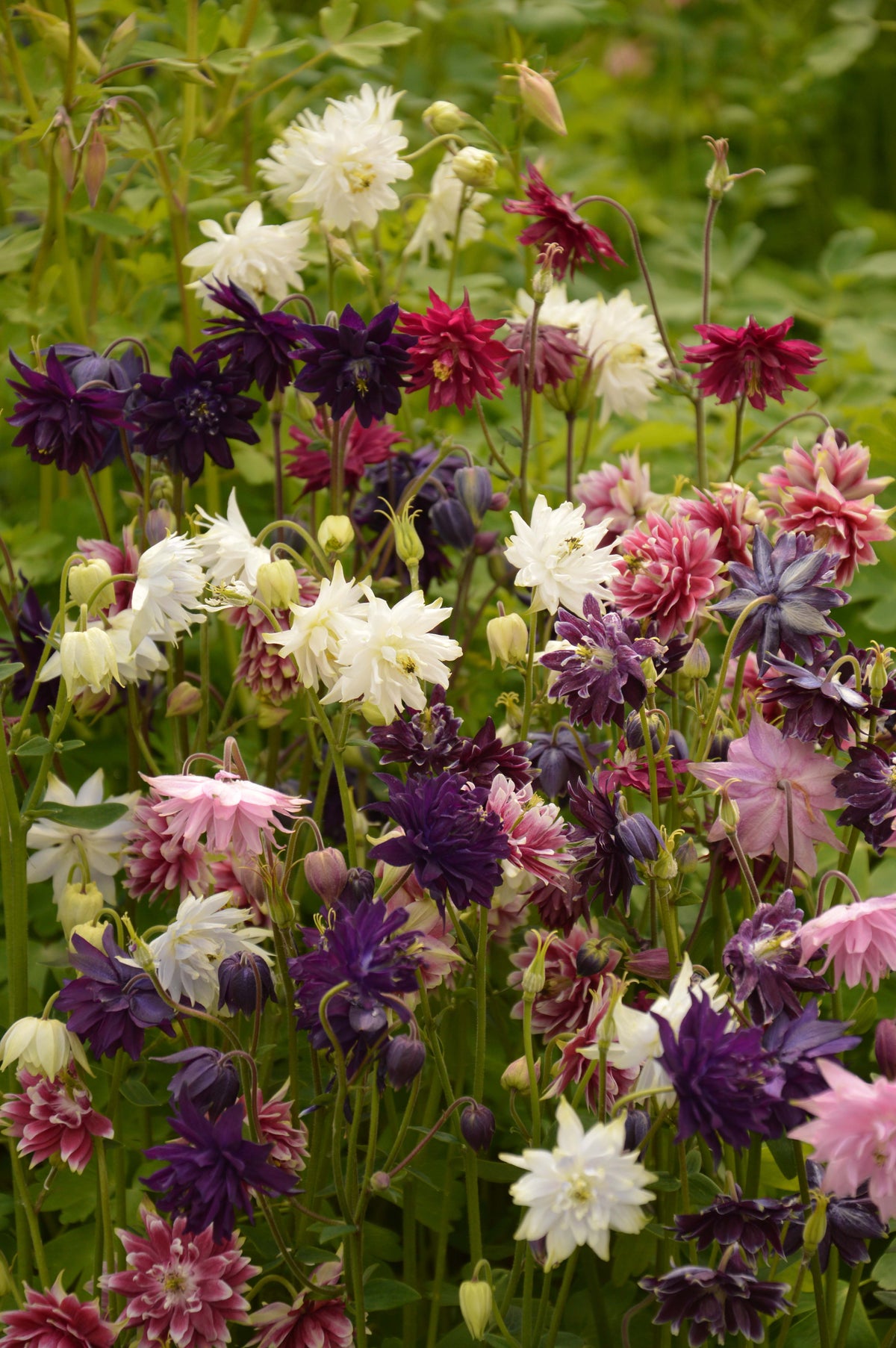 Aquilegia Barlow Mixed