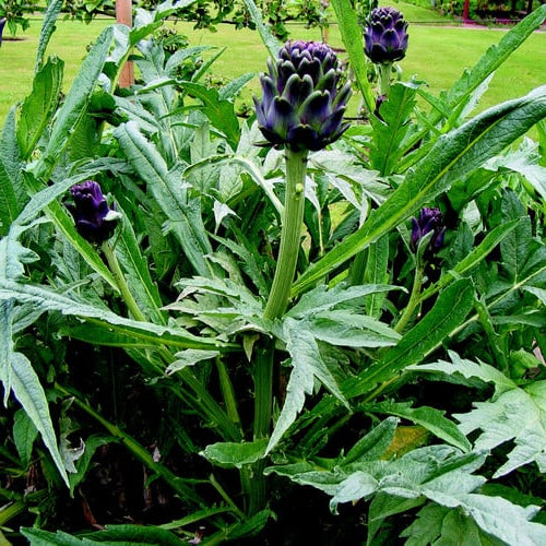 Artichoke Violet de Provence