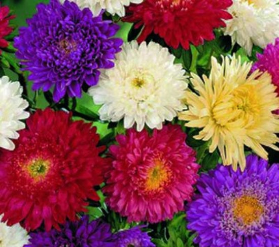 Aster Super Princess Mix