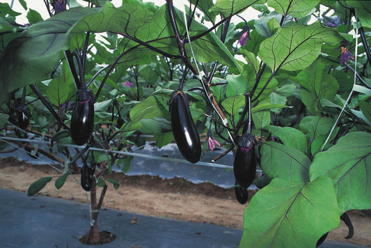 Aubergine Money Maker