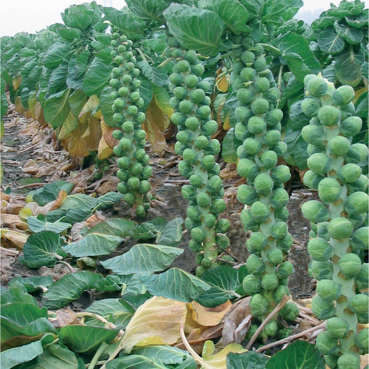 Brussels Sprouts Brendan F1
