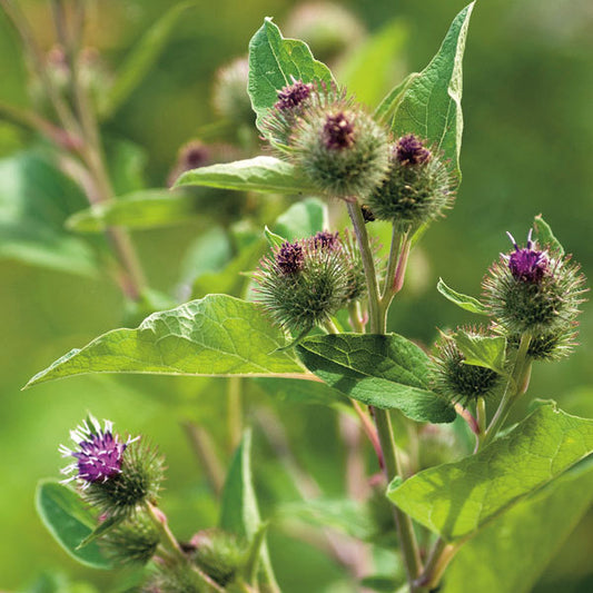 picture of Burdock