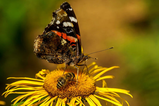 SPECIAL FLOWER MIX FOR BEES AND BUTTERFLIES
