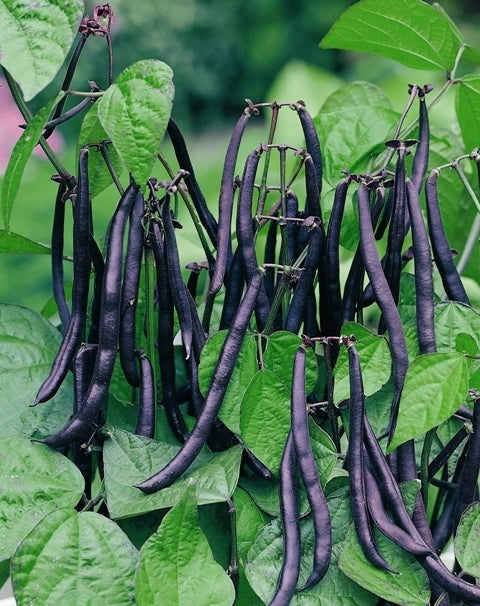 picture of Dwarf French Bean Purple Teepee