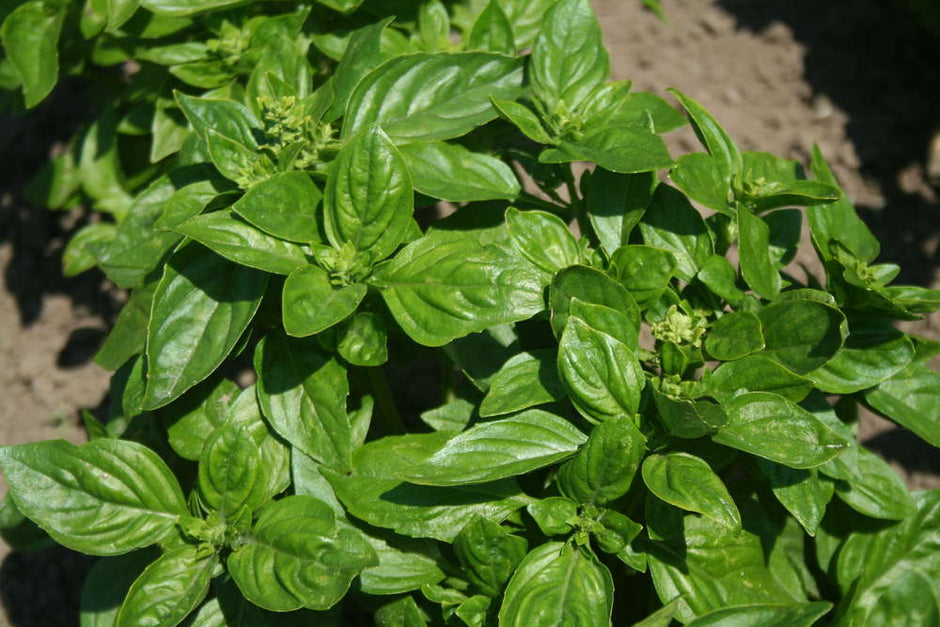 MoreVeg Seeds