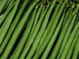 picture of Dwarf French Bean Martini
