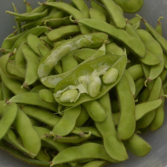 Edamame Hokkai Green