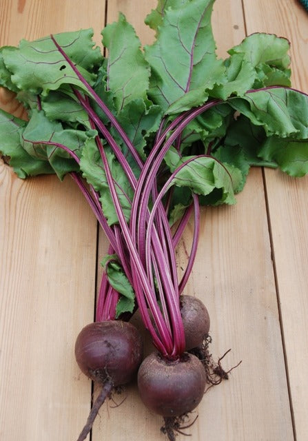 Beetroot Jannis