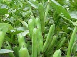 picture of Broad Bean Duet