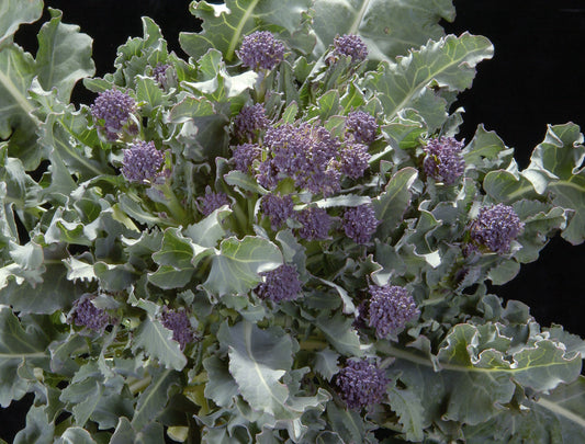 Broccoli Cardinal