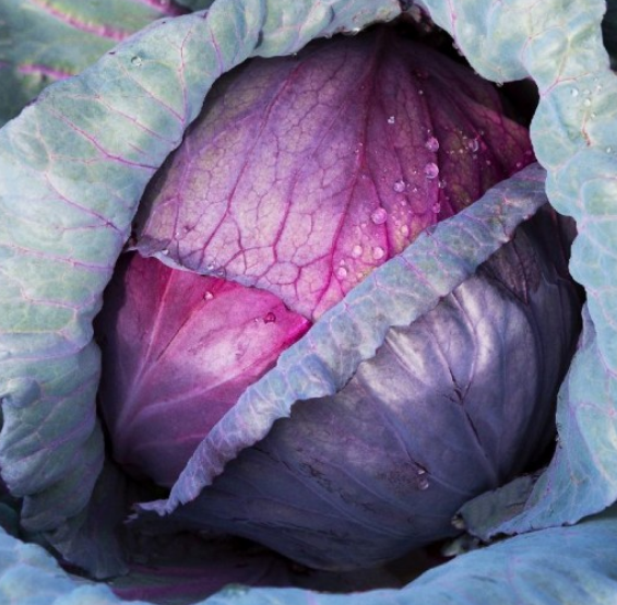 Cabbage Red Acre
