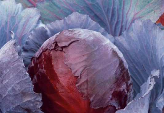 Cabbage Red Express