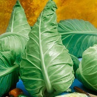 picture of A YEAR OF CABBAGES
