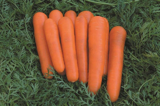 picture of Carrot Attilio F1