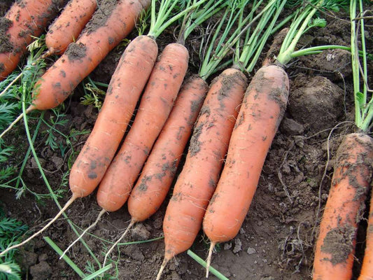 picture of Carrot Marion F1