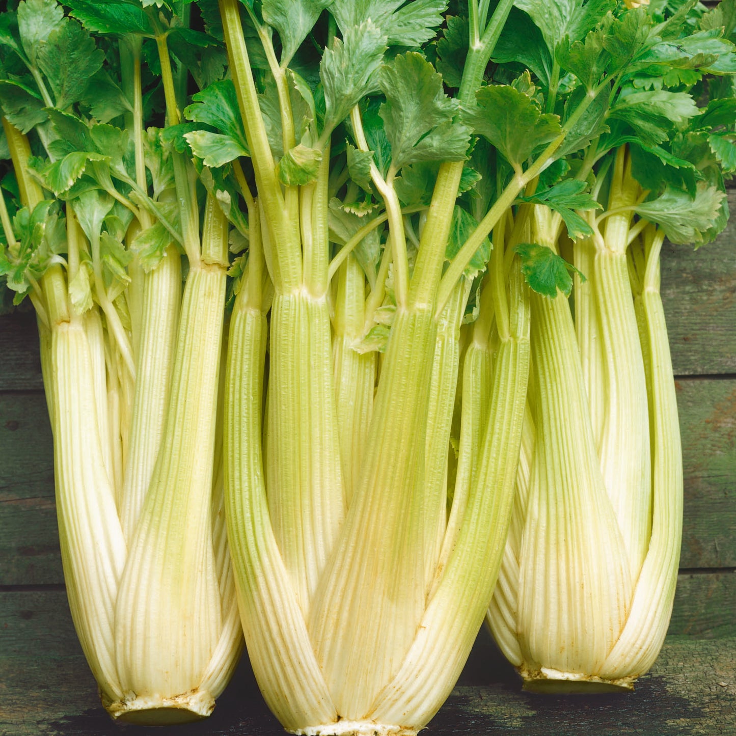 Celery Golden Self Blanching