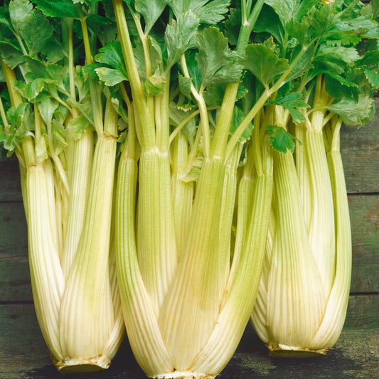 Celery Golden Self Blanching