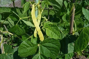picture of Climbing French Bean Golden Gate naturally nurtured seeds