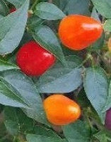 picture of Chilli Roxi