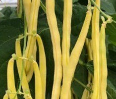 picture of Climbing French Bean Sunshine