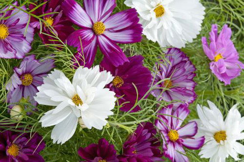picture of Cosmos Fizzy Mix