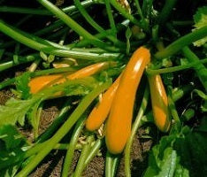 picture of Courgette Jemmer F1