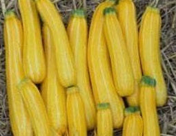 picture of Courgette Sunstripe F1