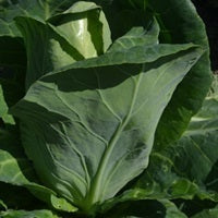 picture of Cabbage Berns naturally nurtured seed