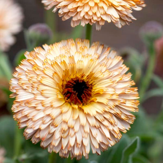 Calendula Buff Pygmy