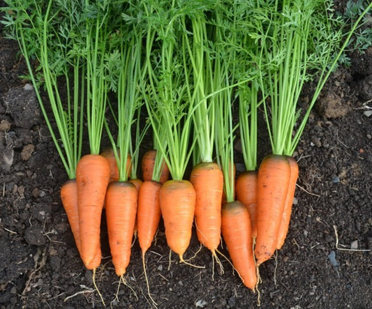 ALL NEW VARIETIES