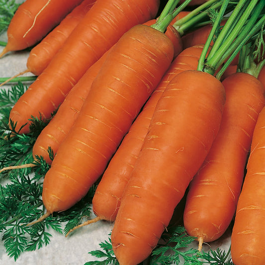 Carrot Resistafly