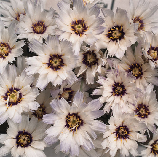 Catanache Caerulea Amor White