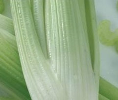picture of Celery Greensleeves F1