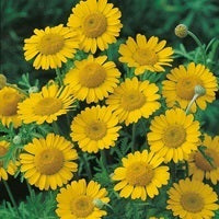 picture of Dyers Chamomile (Anthemis tinctoria)