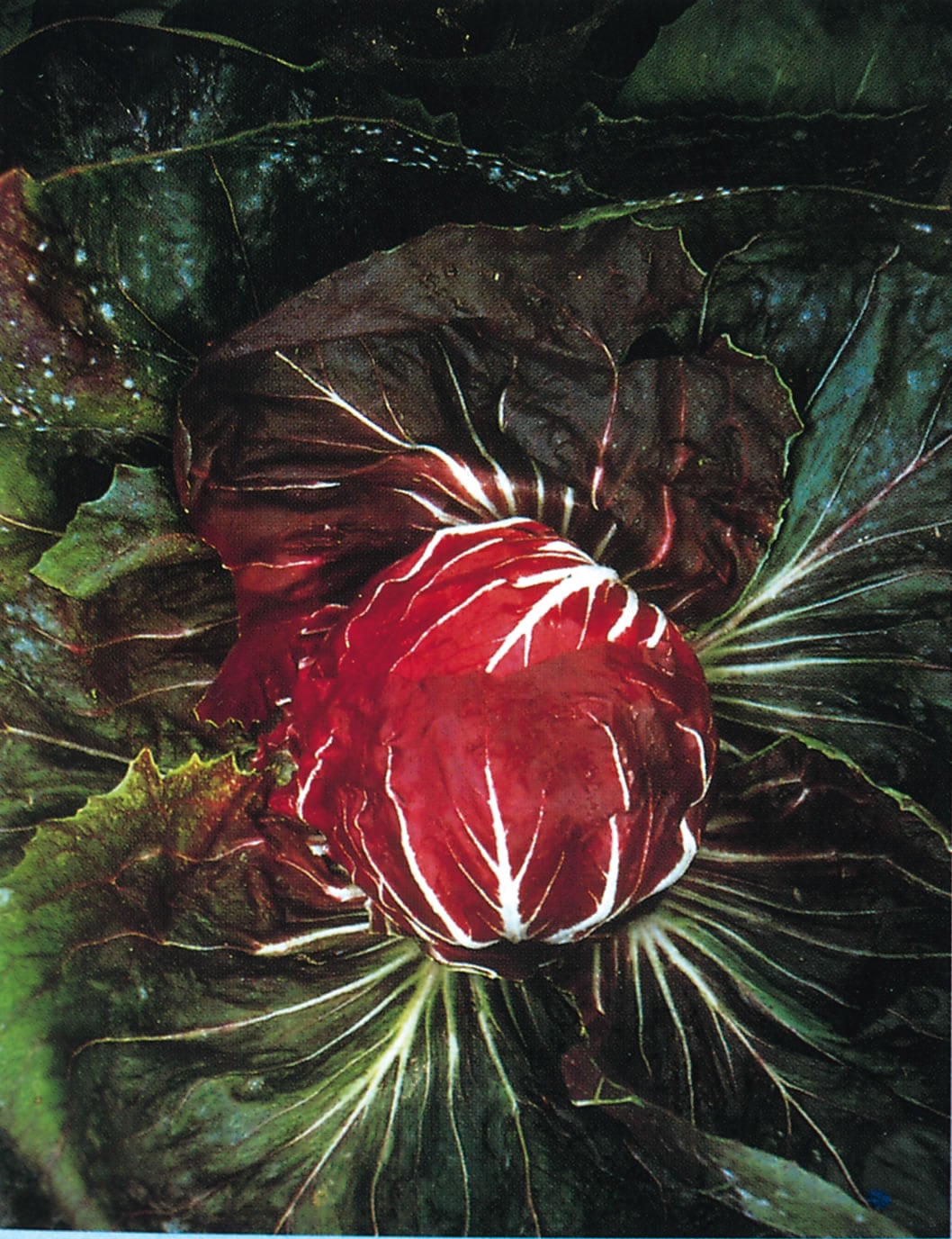 Chicory Palla Rosa